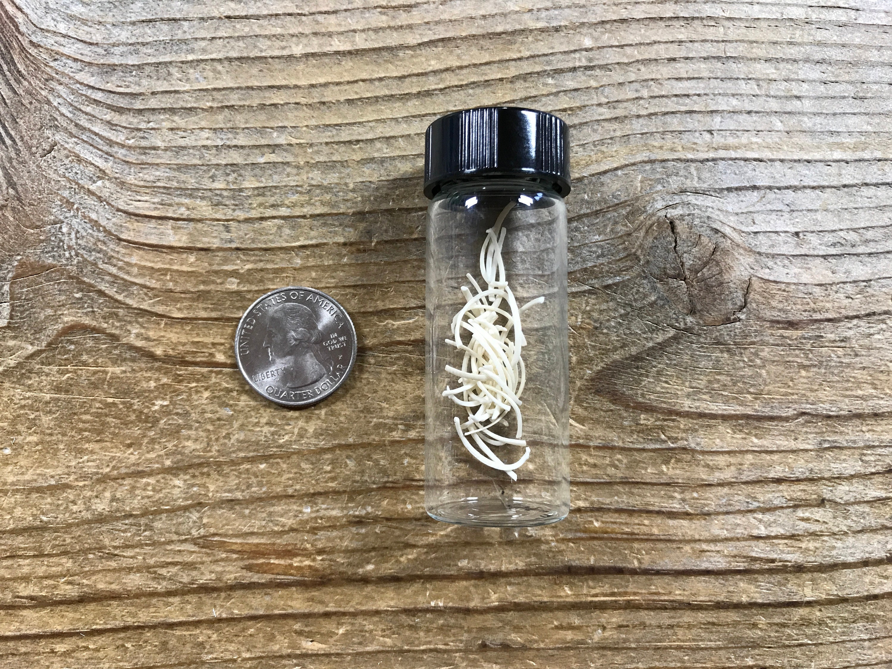 Micro Eastern Mole Rib Bones in a Glass Vial 35 Pieces - Etsy India