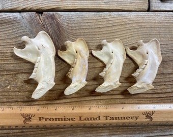 Jewelry Assortment of Beaver Jaw Bones - Real Bones - Lot No. 220526-MMM