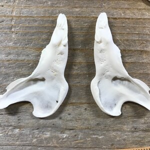 May include: Two white, bone-like, anatomical specimens, possibly from a mammal, are shown on a wooden surface. The specimens are shaped like a curved, open-ended tube.