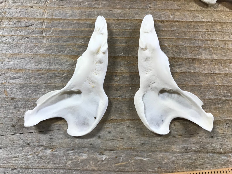 May include: Two white, bone-like, anatomical specimens, possibly from a mammal, are shown on a wooden surface. The specimens are shaped like a curved, open-ended tube.
