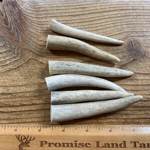 Deer Antler Points - Drilled Your Way - Lot No. 230126-X