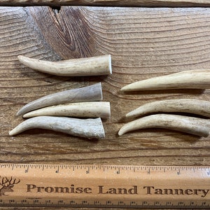 Deer Antler Points - Drilled Your Way - Lot No. 230126-Q