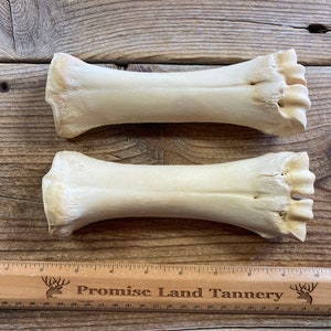 Pair of Cow Cannon Bones - Real Bones - Lot No. 230302-DD