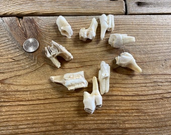 Large Mammal Molars - Real Animal Teeth - 9 Teeth - Lot No. 220429-III