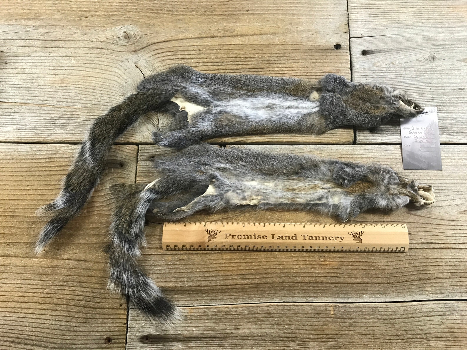 Eastern Grey Squirrel Fur Pelts Two Craft Grade Hides Lot Etsy