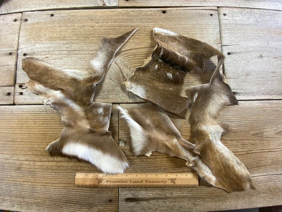 Authentic Axis Deer Hide - 3'3 x 2'5 (AXIS036) — Superior Hides