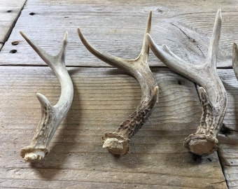 Extra Small Deer Antler - 3 Point Shed - Whitetail Deer - 1 Antler - Stock No. XSWT4