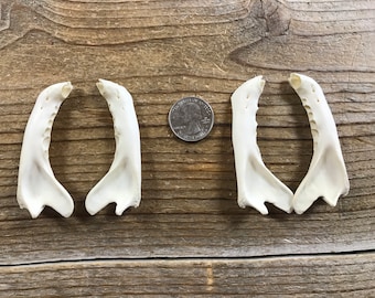 Bobcat Jaws Bones without Teeth - Pairs of Jaws - Real Bones - Stock No. 1-65