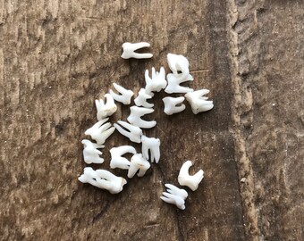 Grey Squirrel Molars - Real Teeth - 20 Assorted Pieces - Stock No. 1-27