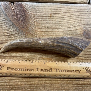 May include: A light brown antler, approximately 6 inches long, is lying on a wooden surface. A ruler with the text "Promise Land Tannery" is below the antler.