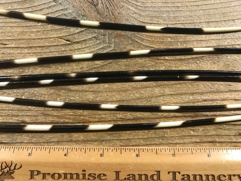 Large African Crested Porcupine Quills Real Quills 6 | Etsy