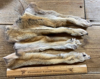 Set of 4 Coyote Feet - Set of Paws - Lot No. 231228-OOO