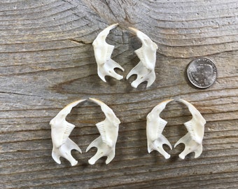Pair of Muskrat Jawbones - Real Bones - Stock No. 1-167