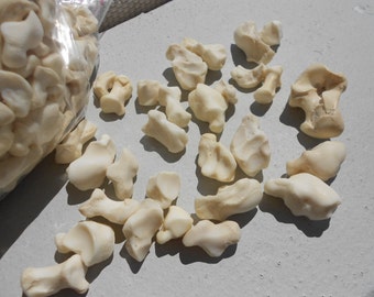 Coyote Wrist Bones - Real Bones - Undrilled - 10 Assorted Pieces - Stock No. 1-9