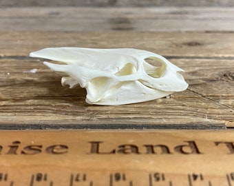 Spiny Soft Shell Turtle Skull - Collector Quality - Lot No. 220804-HH