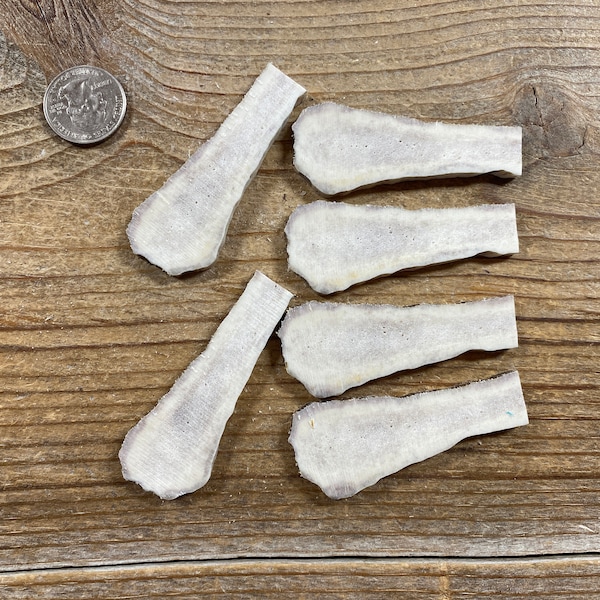 Lot of Moose Antler Slices  - Jumbo - Lot No. 210909-AA