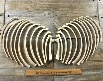 Llama Ribs - Complete set - Real Bone - 24 Pieces - Lot No. 190818-II