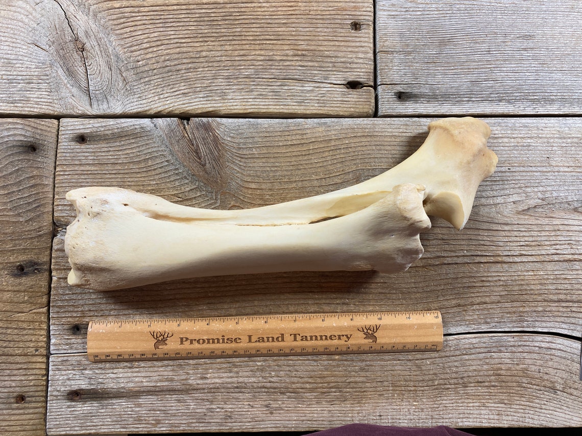 Nature Cleaned Cow Radius Ulna Bone Lot No. 210520J Etsy