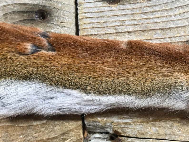 Red Squirrel Fur Pelt One Full Skin Lot No. 200821R Etsy