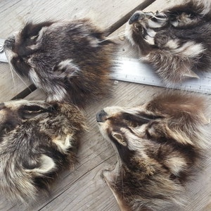 Average Raccoon Face with Ears - 1 Assorted Face - Stock No. ARCF