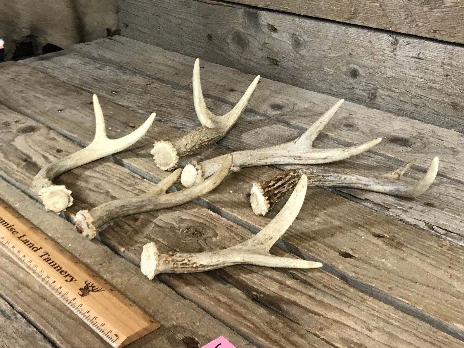 Small Deer Antler 2 Point Shed Whitetail Deer 1 Antler Etsy