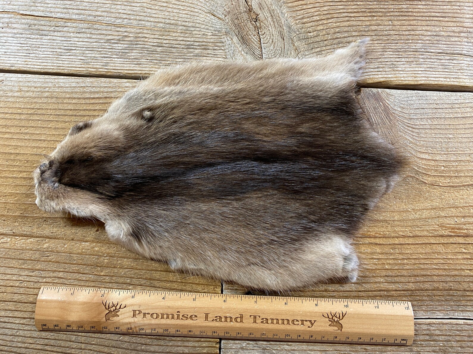 Muskrat Fur Pelt One Average Full Skin Lot No. 210422PPP Etsy