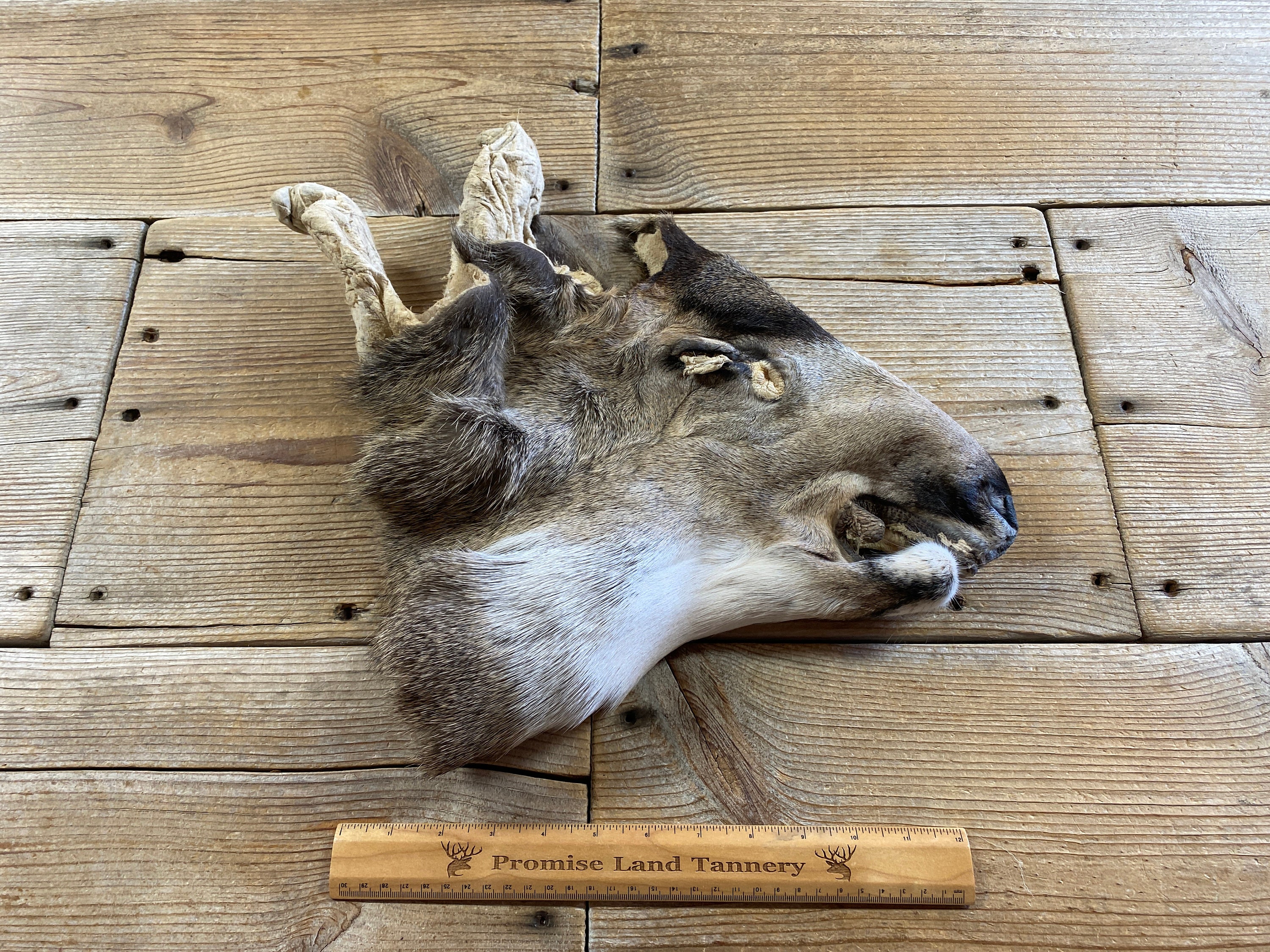 Whitetail Deer Taxidermy Tanned Fur on Hide White Buckskin - Moose