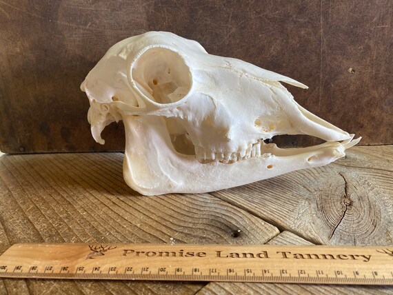 ファム出品 Domestic Sheep Skull - Classic Quality - Lot No. 210304-QQ - Etsy 日本