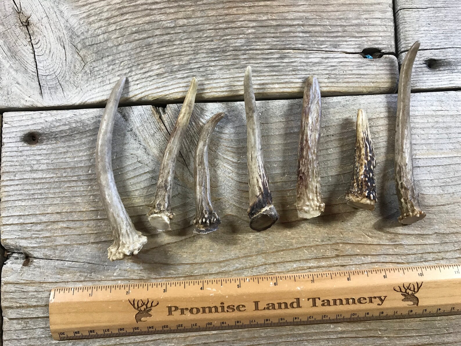 Extra Small Deer Antler Spike Whitetail Deer 1 Antler Etsy