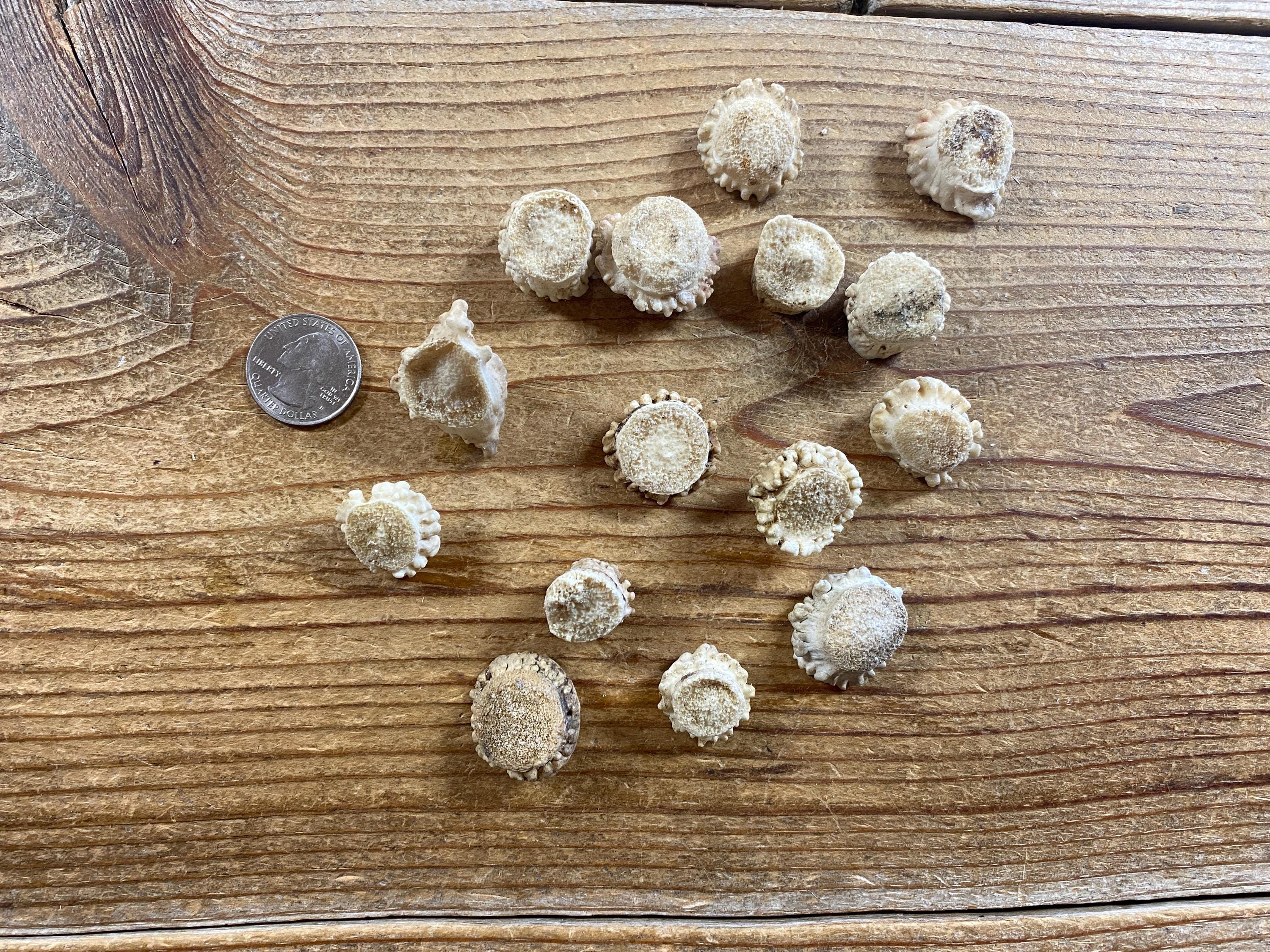 Deer Antler Burrs - Carvers Special - Jewelry Size - 15 Pieces - Lot No 240623-GGG