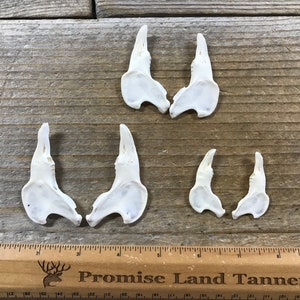 May include: Six white deer antler points of varying sizes, arranged in pairs on a wooden surface with a ruler labeled "Promise Land Tannery" for scale.