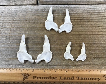 Craft Grade Domestic Rabbit Lower Jaws - No Teeth - 1 Pair - Stock No. 1-173
