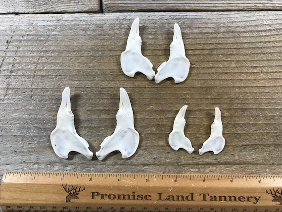 Craft Grade Domestic Rabbit Lower Jaws - No Teeth - 1 Pair - Stock No. 1-173