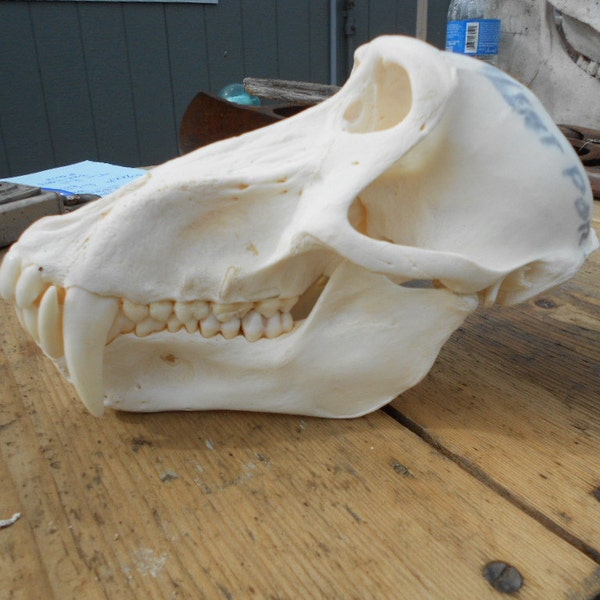 Large Adult Hamadryas Baboon Old World Monkey Skull