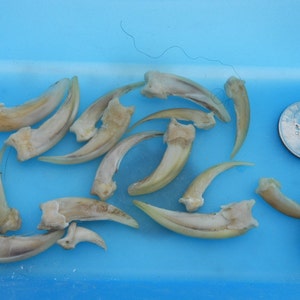 Real Badger Claws - Choose Your Quantity - Stock No. 1-44