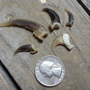 Animal Claws - 5 Species Collection - Red Fox, Groundhog, Coyote, Badger, Bobcat - Stock No. CLAW-5