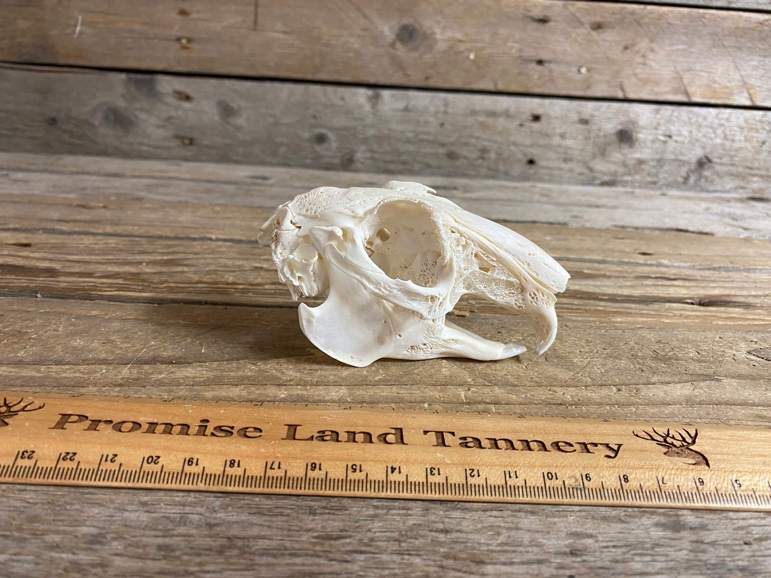 Craft Grade English Lop Rabbit Skull - Real Bones- Lot No. 211202