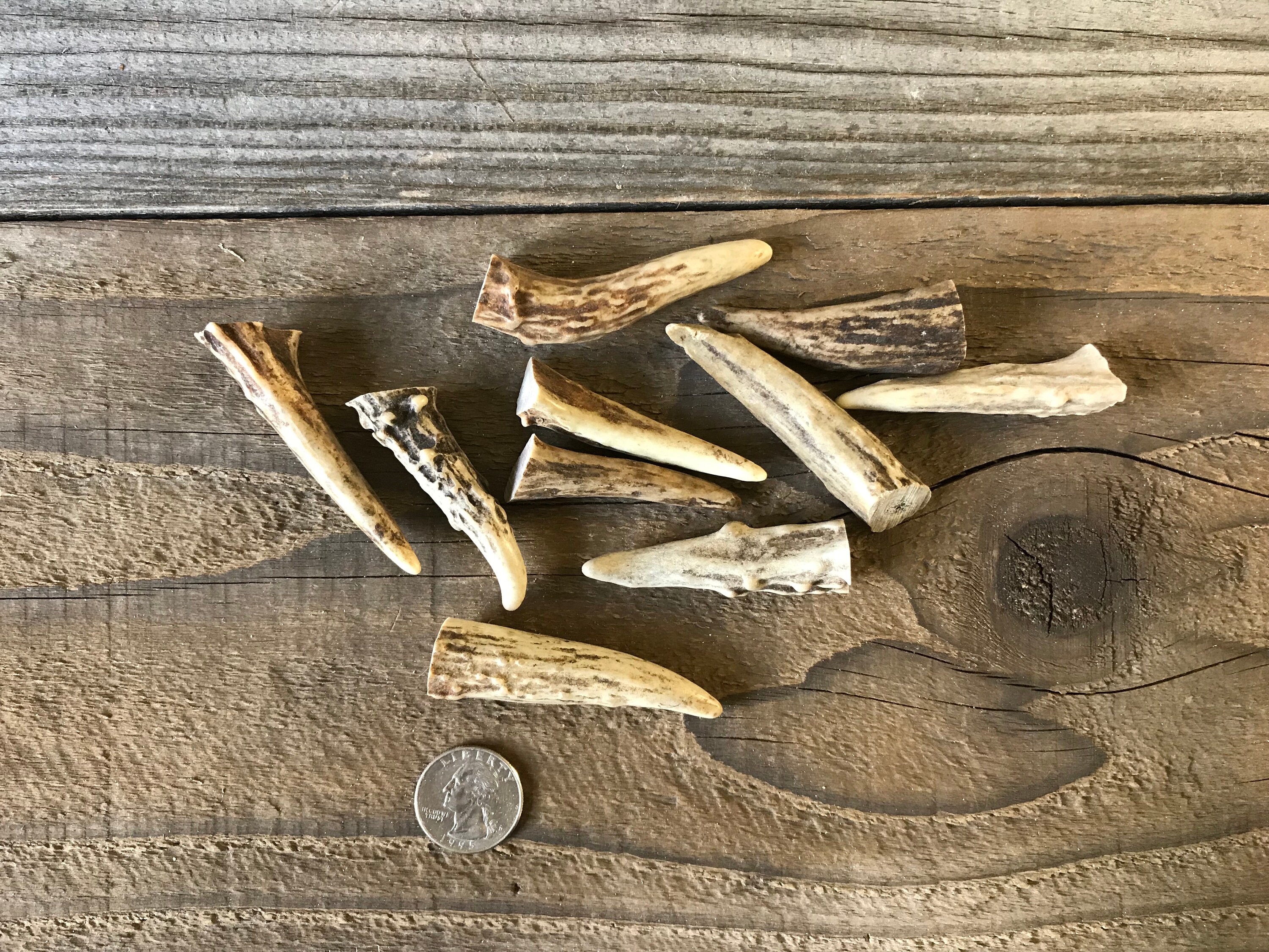Deer Antler Points Tips 23 Inches 10 Pieces Lot No. Etsy