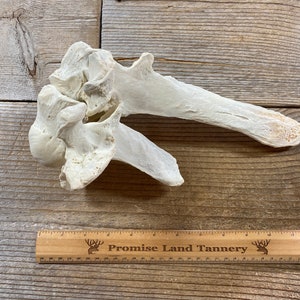 Cow Associated Vertebrae Bones C7 and T1 - Real Bone - Lot No. 221203-KKK