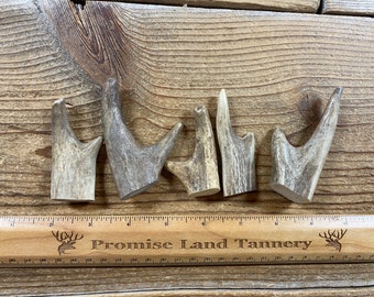 Deer Antler Forked Points Tips - 5 Pieces - Lot No. 231207-TTT