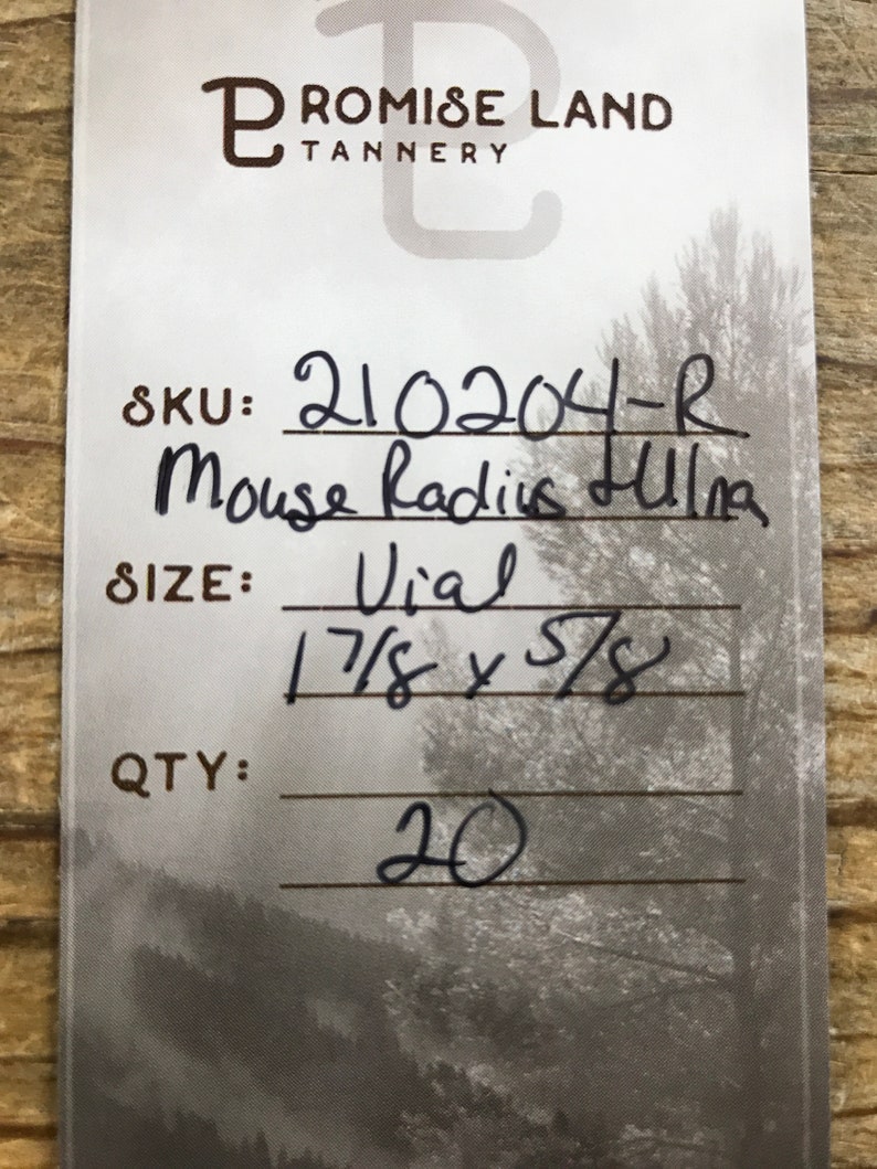 Vial Filled With Mouse Radius and Ulna Bones - Lot No. 210204-R - Etsy