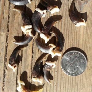 Real Coyote Claws - Natural Finish - Bag of 10 Pieces - Stock No. 1-8