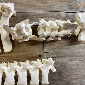 May include: A collection of white animal bones, likely from a deer or similar animal, arranged on a wooden surface. The bones are clean and appear to be well-preserved.