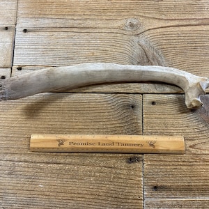 Nature Cleaned Large Highland Bull Rib Bone - Lot No. 240502-NN
