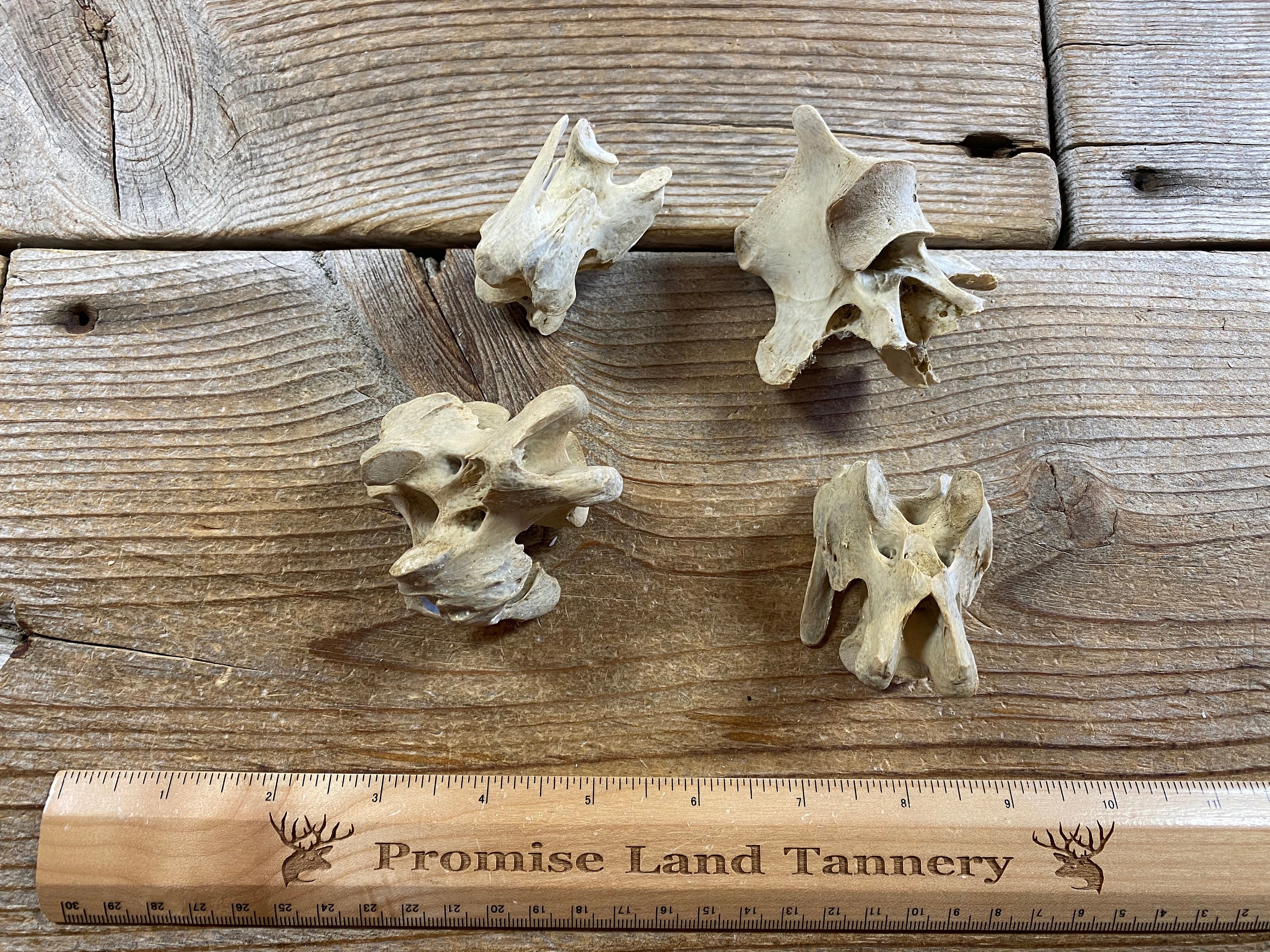 Emu Vertebrae Real Bones 4 Assorted Pieces Lot No Etsy