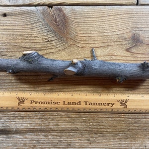 Crab Apple Limb Wood - Medium Diameter - Lot No. 230126-CCC