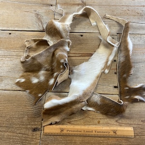 Lot of 2 Axis Deer Hide Pieces - Lot No. 230611-NNN