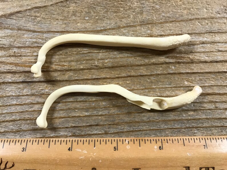 191117-CCC Lot No Raccoon Bacula Bone Real Bones Pathological Baculum