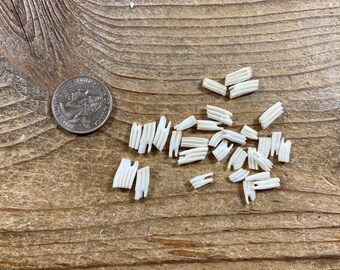 Muskrat Teeth - Real Animal Teeth - 30 Pieces - Lot No. 210715-III