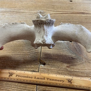 Nature Cleaned Large Highland Bull Lumbar Vertebrae - Lot No. 240502-CCC
